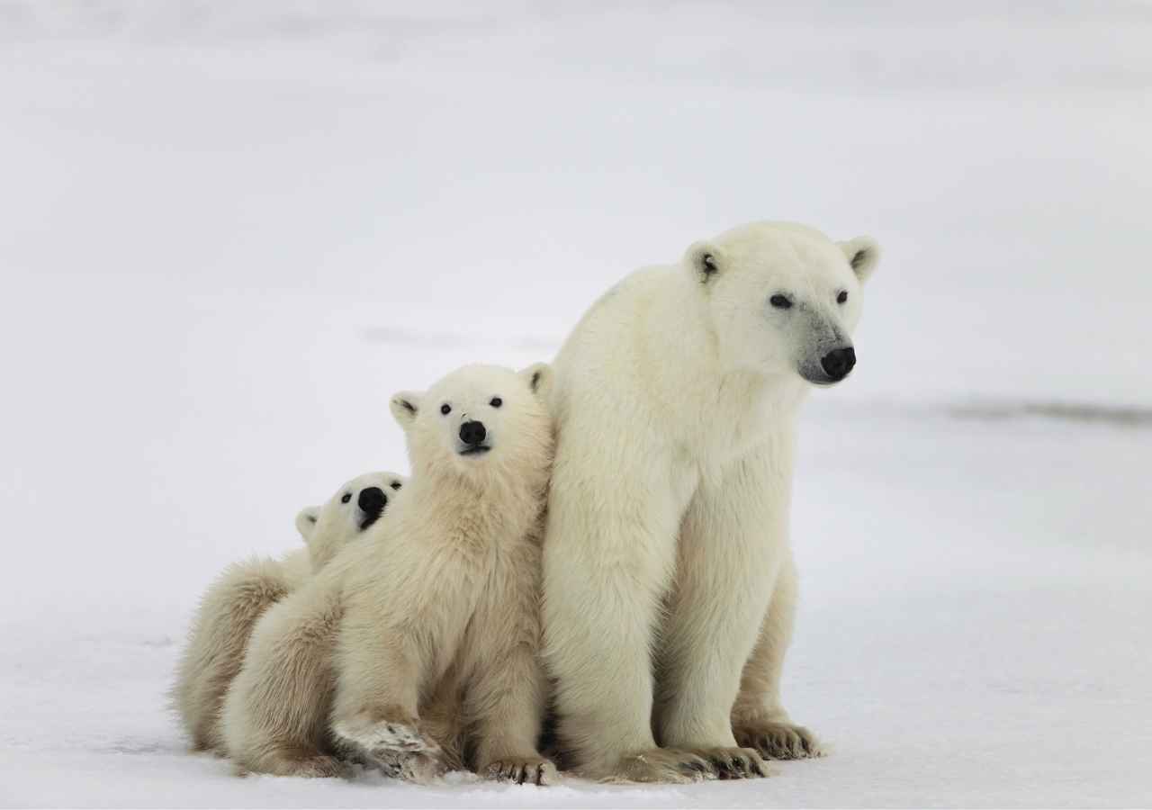 Effects of Global Warming on Polar Bear Population